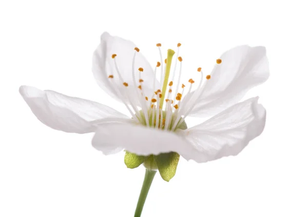 Fleur Cerise Isolée Sur Blanc — Photo