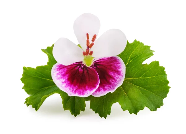 Geranium Květ Izolované Bílém Pozadí — Stock fotografie