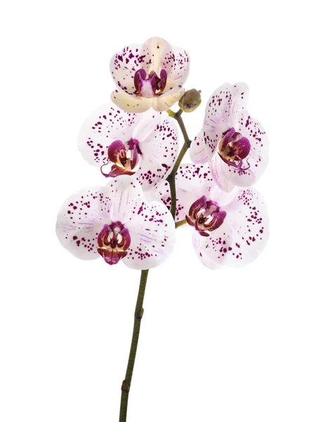 Orchideen Blumen Isoliert Auf Weißem Hintergrund — Stockfoto