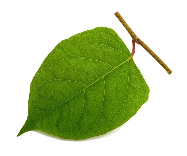 Asian Knotweed Leaf Isolated White Background — Stock Photo, Image