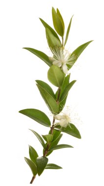 Common myrtle branch with flowers isolated on white clipart