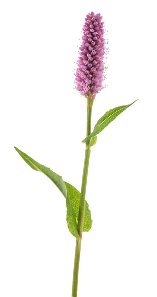 Bistorta Officinalis Λουλούδι Απομονωμένο Λευκό Φόντο — Φωτογραφία Αρχείου