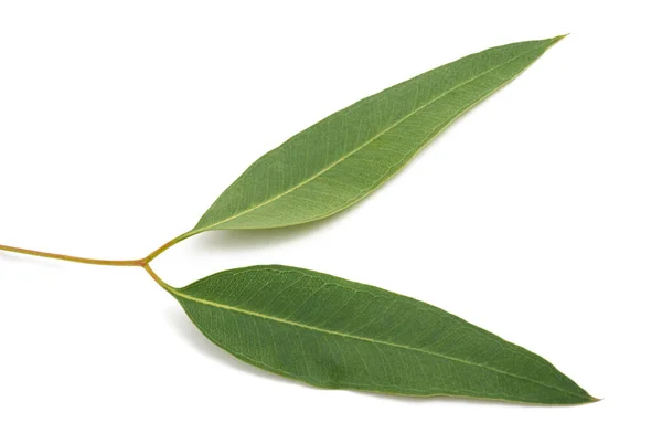 Eukalyptuszweig Mit Isolierten Blättern Auf Weißem Hintergrund — Stockfoto