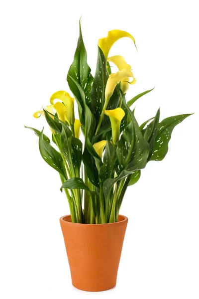 Gelbe Calla Pflanze Der Vase Isoliert Auf Weißem Hintergrund — Stockfoto