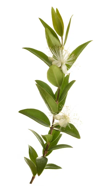 Myrtenzweig Mit Blüten Isoliert Auf Weiß lizenzfreie Stockfotos