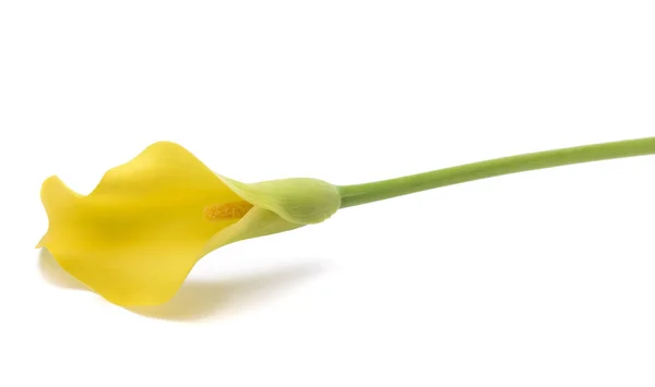 白い背景に孤立した黄色の花 — ストック写真