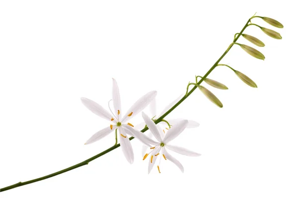 Svatý Bernard Lilie Květiny Izolované Bílém — Stock fotografie