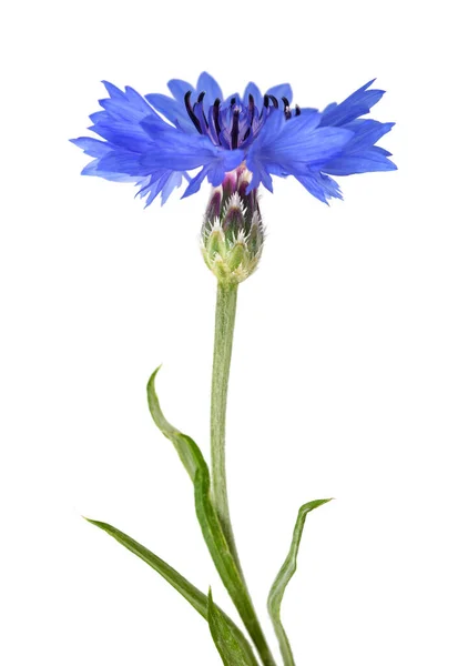 Beyaz Arkaplanda Izole Edilmiş Mavi Çiçek — Stok fotoğraf