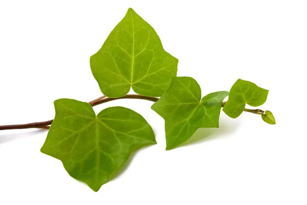 Ivy Větev Izolované Bílém Pozadí — Stock fotografie