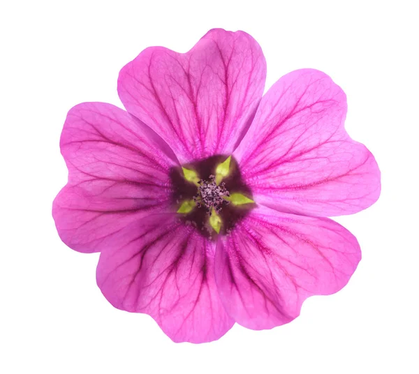 Malva Blomma Isolerad Vit Bakgrund — Stockfoto