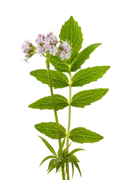 Valeriana Officinalis Flowers Isoalted White Background 스톡 사진