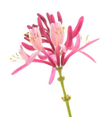 Red honeysuckle  flowers isolated on white background clipart