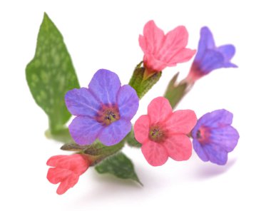 Akciğer otu (Pulmonaria officinalis) beyaz üzerine izole edilmiş