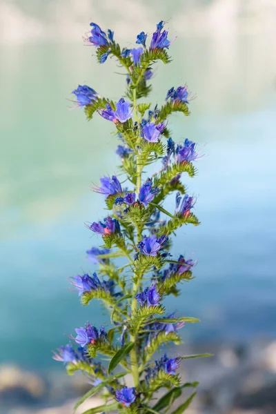 Viper Bugloss Plant Mit Blumen Auf Verschwommenem Hintergrund — Stockfoto