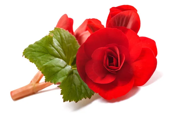 Rote Begonie Blume Isoliert Auf Weißem Hintergrund — Stockfoto