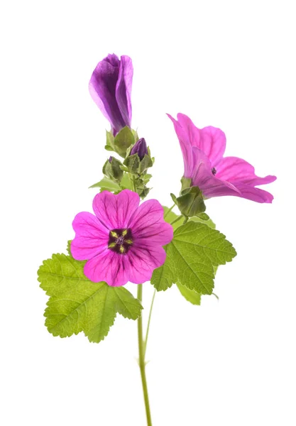 Mallow Rostlina Květinou Izolovaných Bílém Pozadí — Stock fotografie
