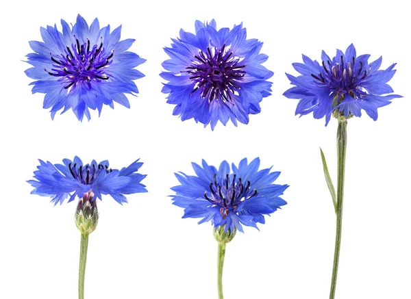 Mavi Çiçek Karışımı Beyaz Arkaplanda Izole Edilmiş — Stok fotoğraf
