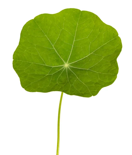 Groene Nasturtium Blad Geïsoleerd Witte Achtergrond — Stockfoto