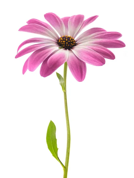African Daisy Flower Isolated White Background — Stock Photo, Image