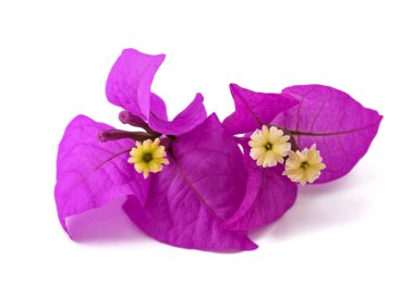 Beyaz arka planda izole Bougainvillea çiçekleri