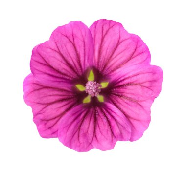 Beyaz arka plan üzerinde izole ebegümeci çiçeği