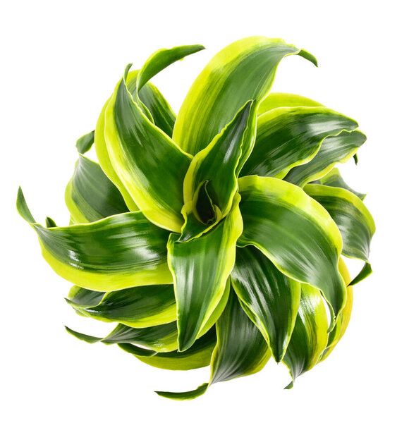 Dracaena fragrans plant isolated on white background