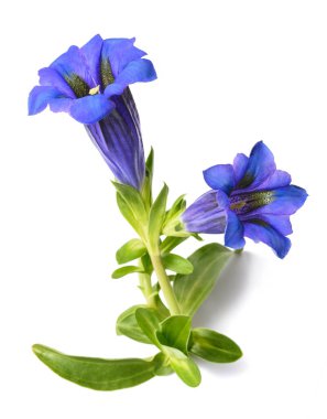 Gentiana çiçekleri (Gentiana acaulis) beyaz üzerine izole edilmiş