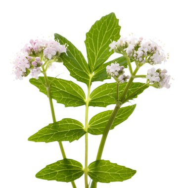 Valeriana resmi çiçekleri beyaz arka planda.