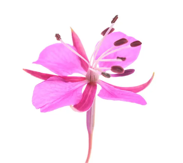 Willow Herb Flower Isolated White Background — Stock fotografie