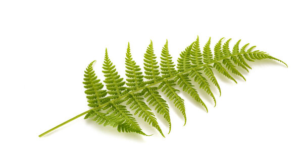 Fresh fern plant isolated on white background