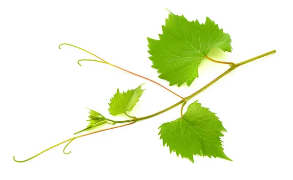 Vine Branch Isolated White Background Stock Image