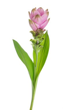 Beyaz arka plan üzerinde izole curcuma çiçek