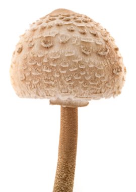 Beyaz arka plan üzerinde izole şemsiye mantar