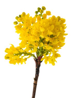 Oregon üzüm çiçekleri beyaz arka planda izole