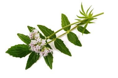 Valeriana resmi çiçekleri beyaz arka planda.