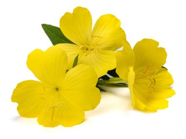 Common evening primrose   flowers isolated on white clipart