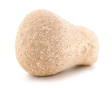 Meadow Puffball mantarı beyaz arka planda izole edilmiş.