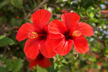 Yeşil arka planda kırmızı amber çiçekleri