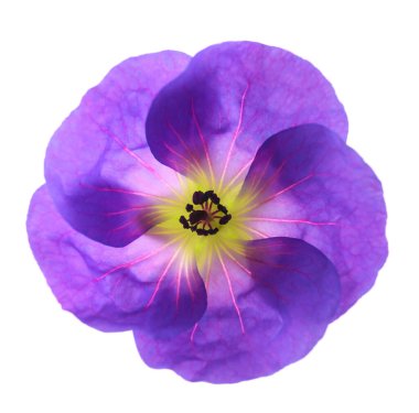 Sardunya çiçeği baş beyaz arka plan üzerinde izole