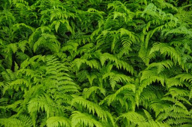  Güzel yeşil eğrelti otları, doğal çiçek eğreltiotu arka planı