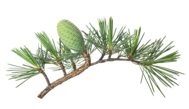 Cedrus deodara dalı beyaz arkaplanda izole edilmiş koni ile