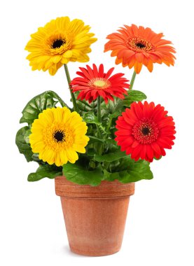 Vazodaki Gerbera bitkisi beyaz arkaplanda izole edildi