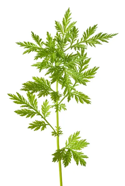 Roślina Artemisia Annua Izolowana Białym Tle — Zdjęcie stockowe