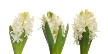 Beyaz arka plan üzerinde izole beyaz sümbül çiçek