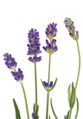 Beyaz arkaplanda lavanta çiçekleri izole