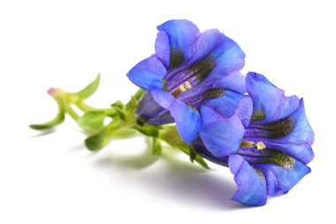 Beyazın üzerinde izole edilmiş Stemless Gentian