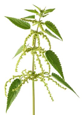 çiçekli beyaz zemin üzerine izole ısırgan