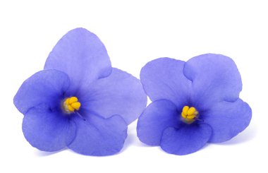 Saintpaulia (Afrika menekşeleri) beyaz arkaplanda izole