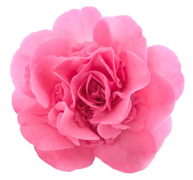 pembe kamelya çiçeği beyaz arka plan üzerinde izole