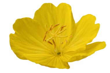 Common evening primrose flower isolated on white clipart